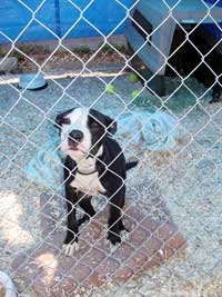 funny animal photos of Dog in Jail.